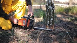 Best Arborist Consultation Services  in Beckley, WV