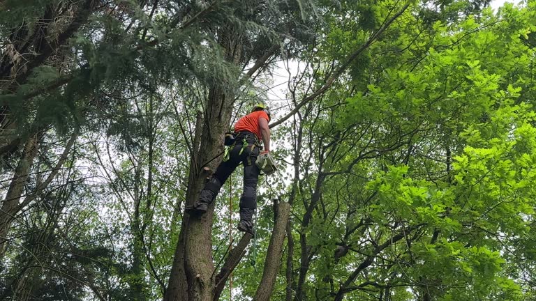 Best Commercial Tree Services  in Beckley, WV