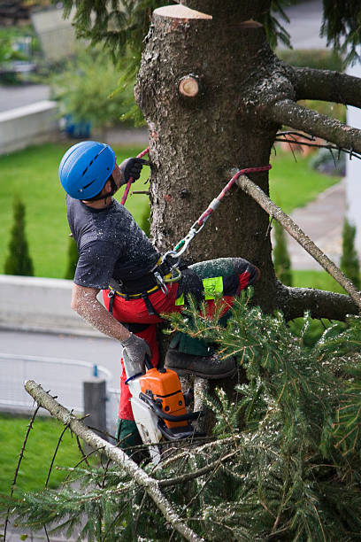 Best Tree Trimming and Pruning  in Beckley, WV