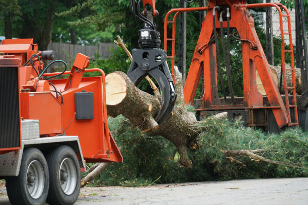 Best Hazardous Tree Removal  in Beckley, WV