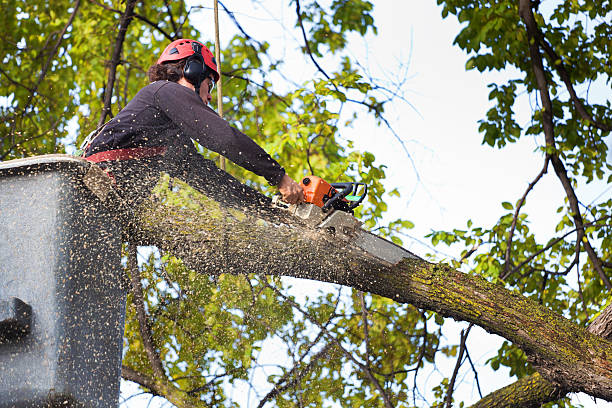 Best Tree Mulching  in Beckley, WV